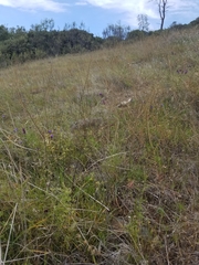 Layia gaillardioides