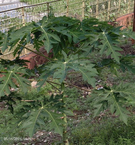 Papaya