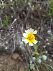 Layia gaillardioides