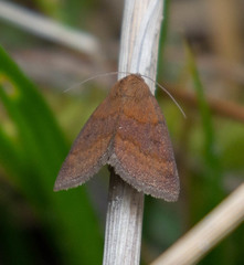 Argyrostrotis deleta