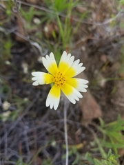 Layia gaillardioides