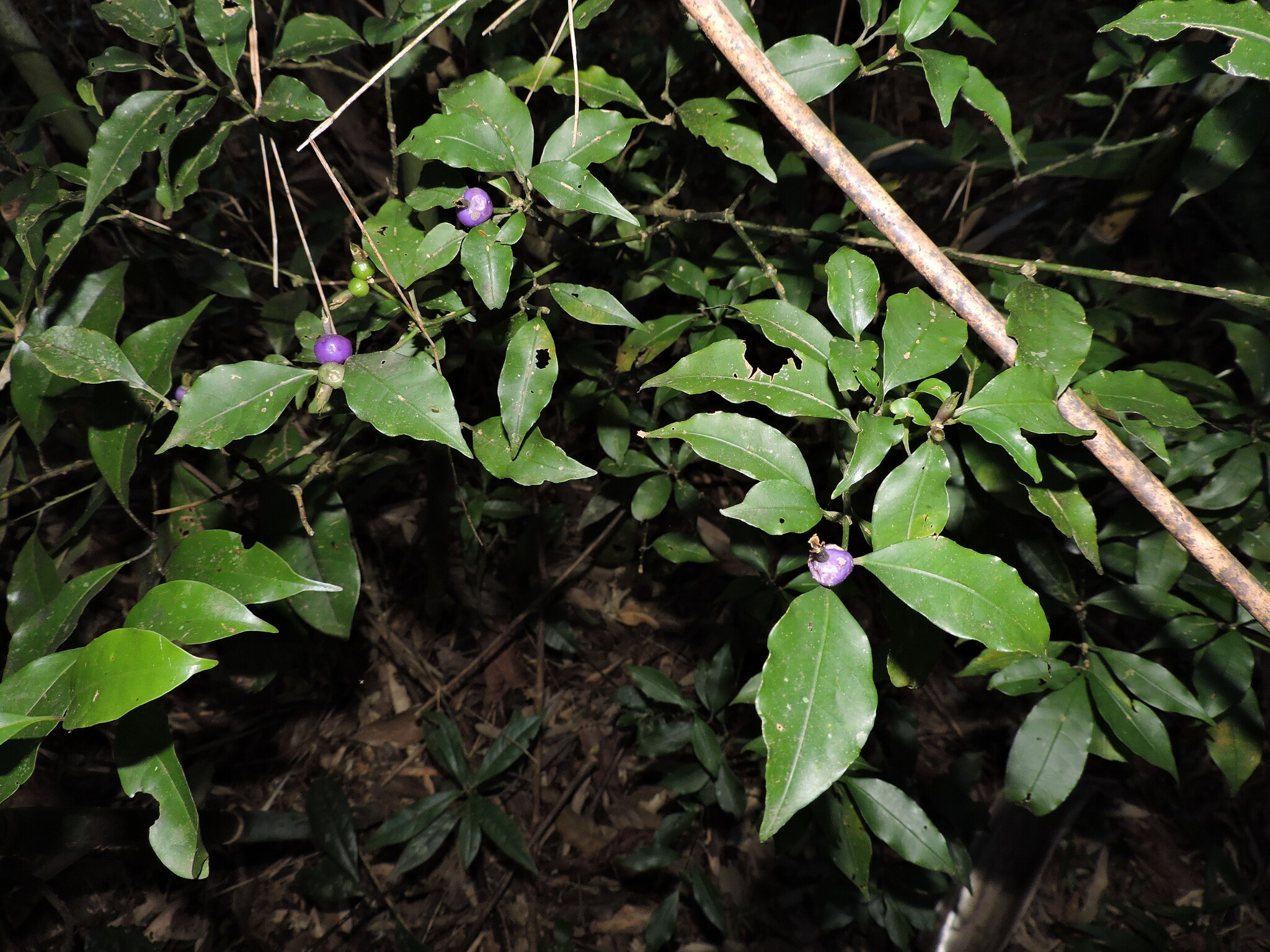 Psychotria suterella