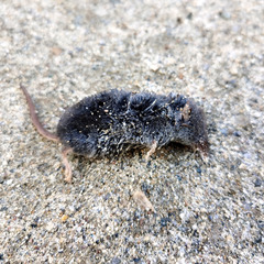 Sorex fumeus