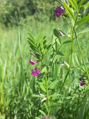 Common Vetch