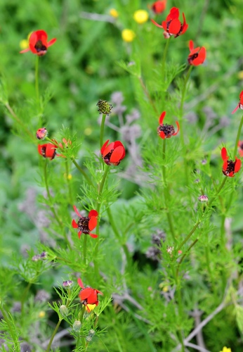 Adonis flammea, photograph 4