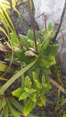 Hermas villosa