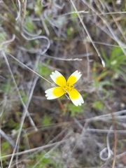 Layia gaillardioides