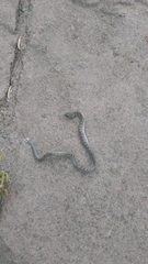 Hypsiglena ochrorhynchus