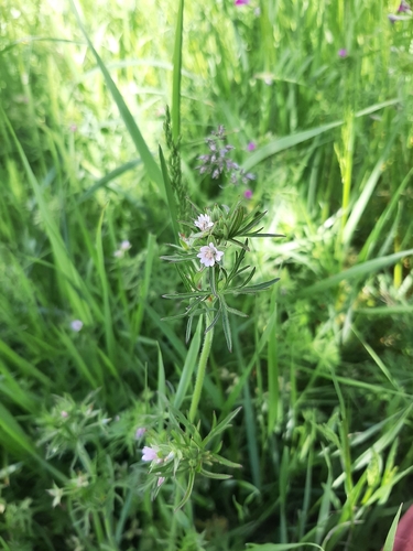 Cut-leaved crane's-bill