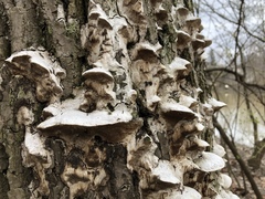 Fungi
