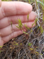 Festuca microstachys