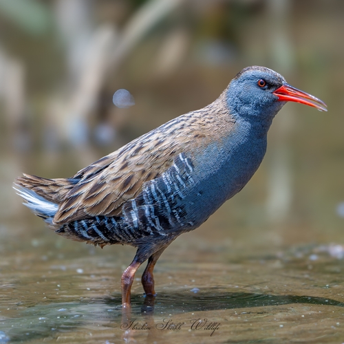 Water Rail