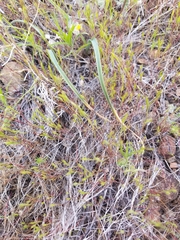 Festuca microstachys