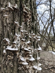 Fungi