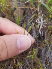 Festuca microstachys