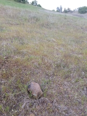 Festuca microstachys