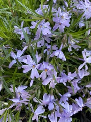 Phlox subulata