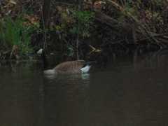 Branta canadensis