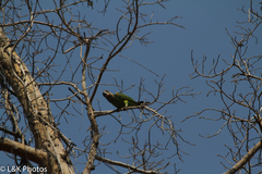 Poicephalus cryptoxanthus cryptoxanthus