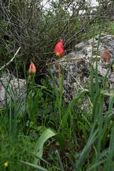Tulipa agenensis