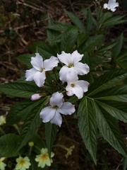 Cardamine heptaphylla