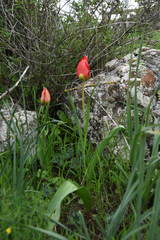 Tulipa agenensis
