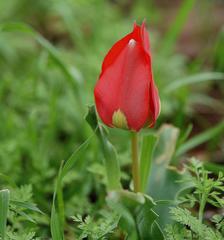 Tulipa agenensis
