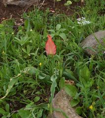 Tulipa agenensis