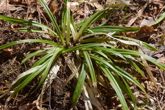 Carex arctata