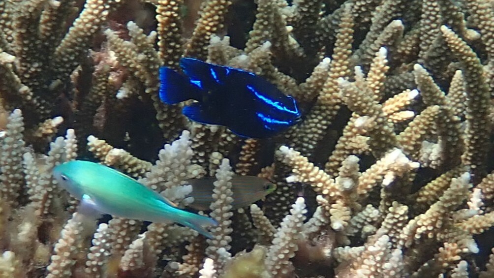 bluebanded damselfish