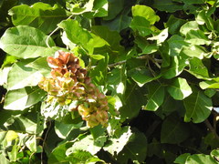 Combretum farinosum