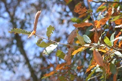 Quercus crispipilis