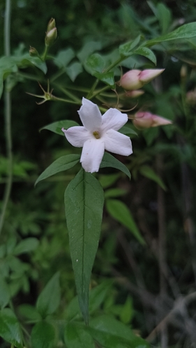 Common jasmine