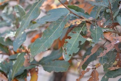 Quercus crispipilis