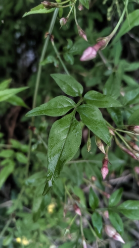 Jasminum officinale
