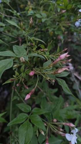 Jasminum officinale