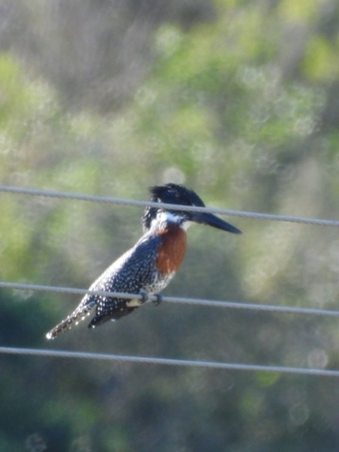iNaturalist image