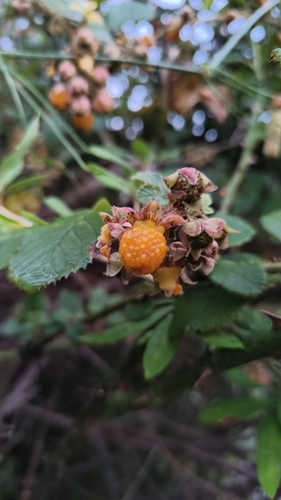 Rubus ellipticus, photograph 4