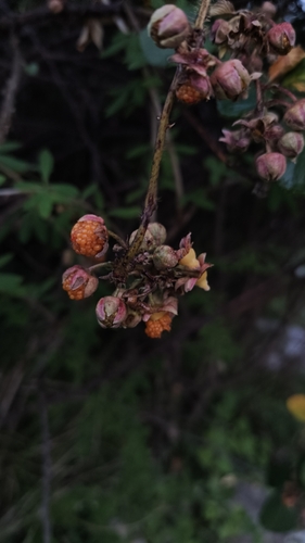 Rubus ellipticus, photograph 5