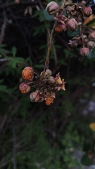 Rubus ellipticus, photograph author not stated, no rights reserved