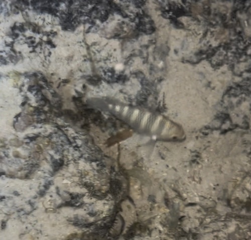 Banded Sergeant