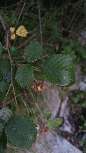 Rubus ellipticus, photograph 6