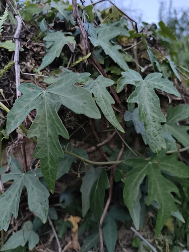Hedera nepalensis
