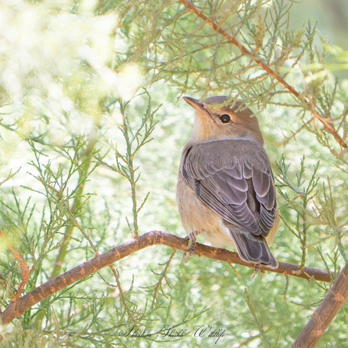 Garden Warbler