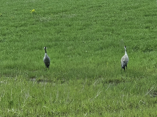 Common Crane