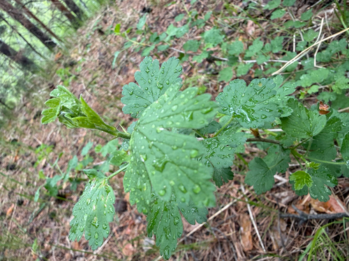 Ribes uva-crispa