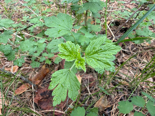 Ribes uva-crispa