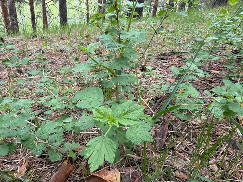 Ribes uva-crispa