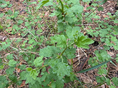 Ribes uva-crispa