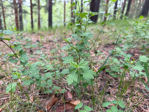Ribes uva-crispa